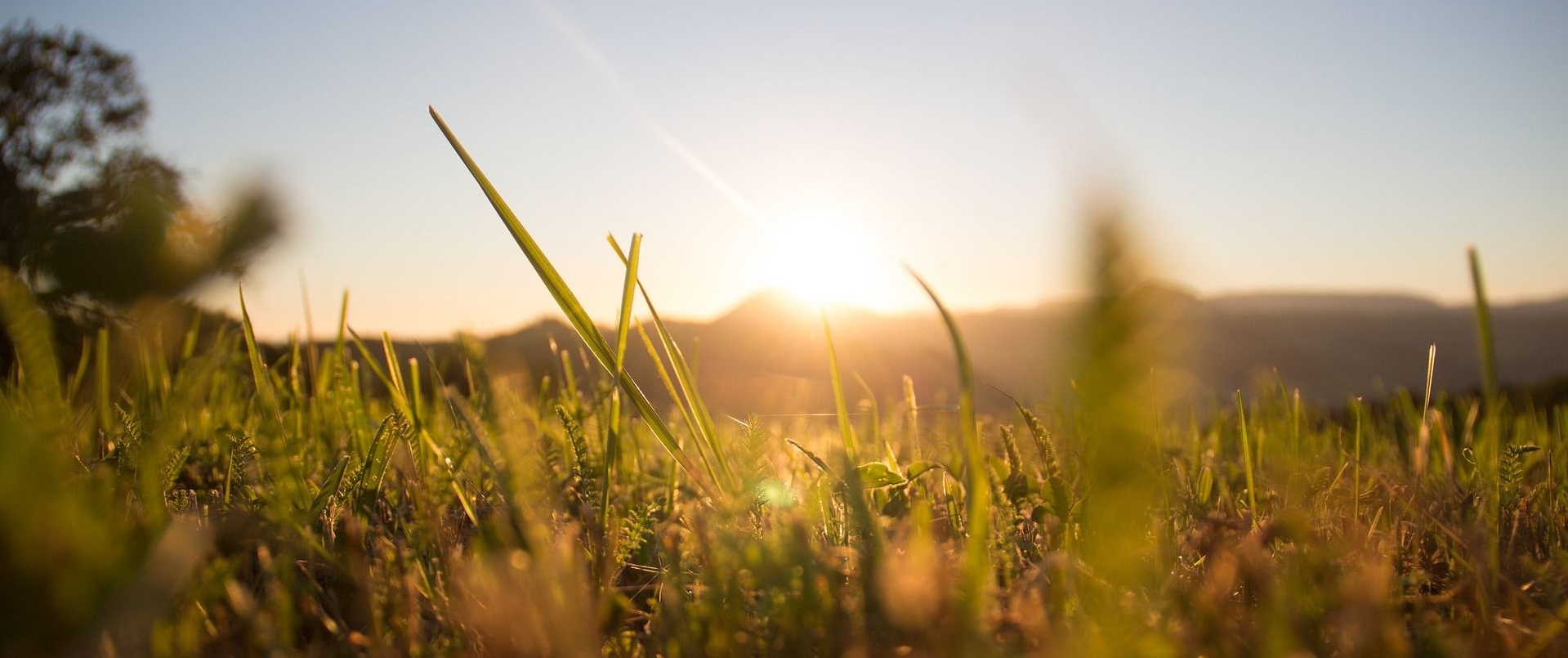 Grashalme im Sonnenuntergang.