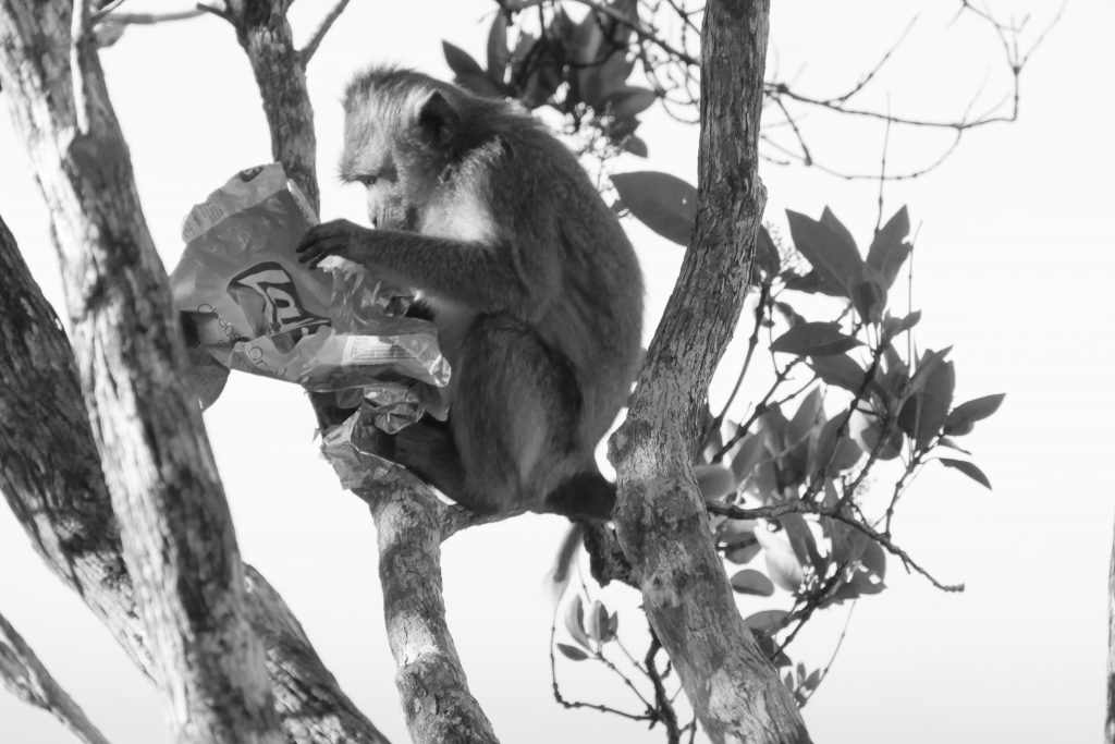 Affe mit leerer Chipstüte_Schwarz-Weiß