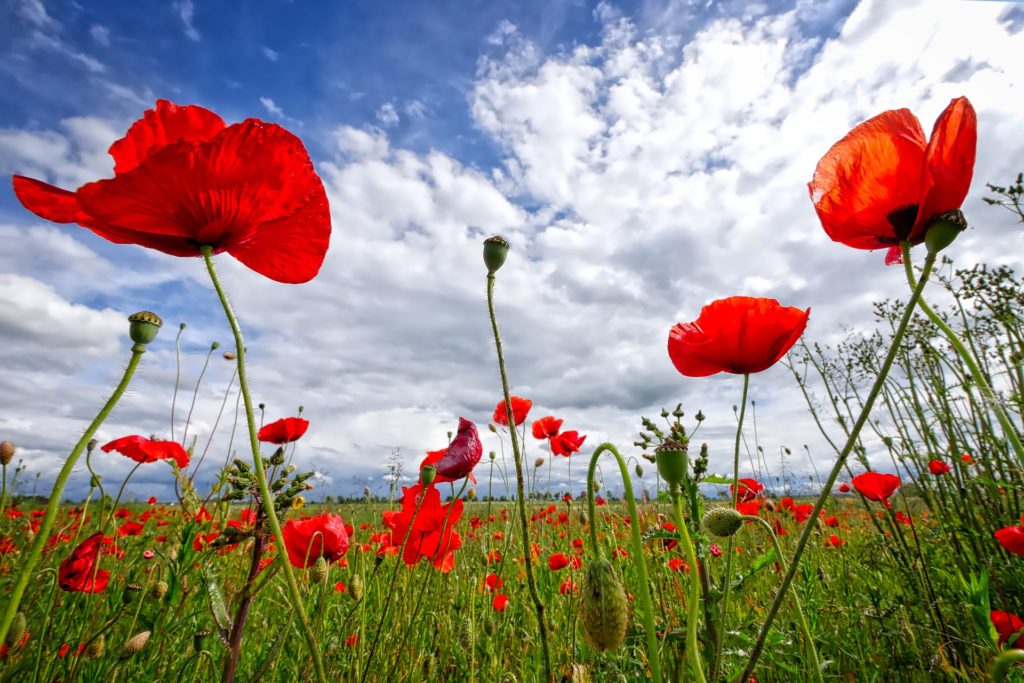 Mohnblumenfeld ©Pixabay/fietzfotos Mohnblumenfeld ©Pixabay/fietzfotos