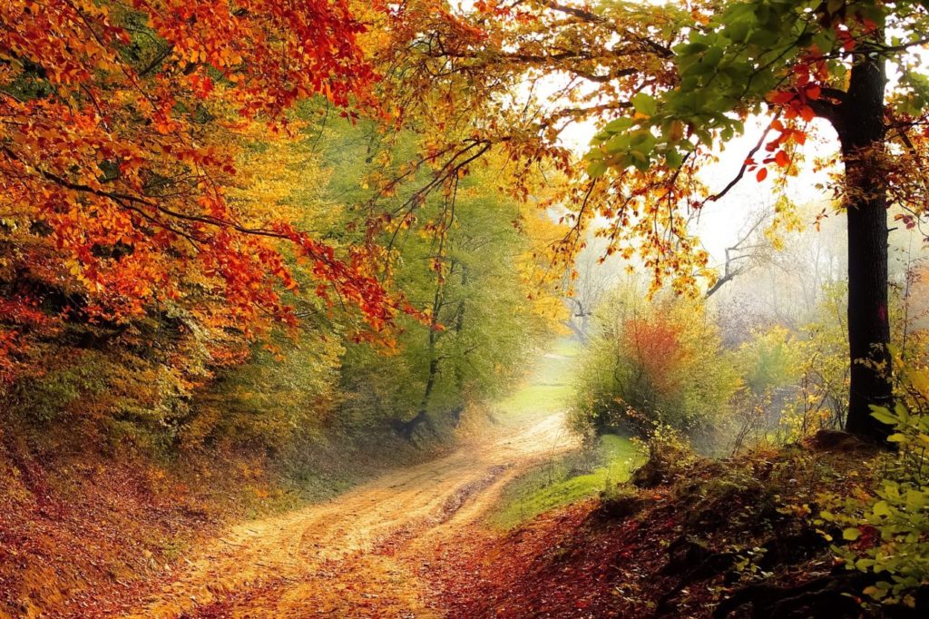 road-1072823_1920_PB_Valiphotos Herbstwald © Pixabay/Valiphotos