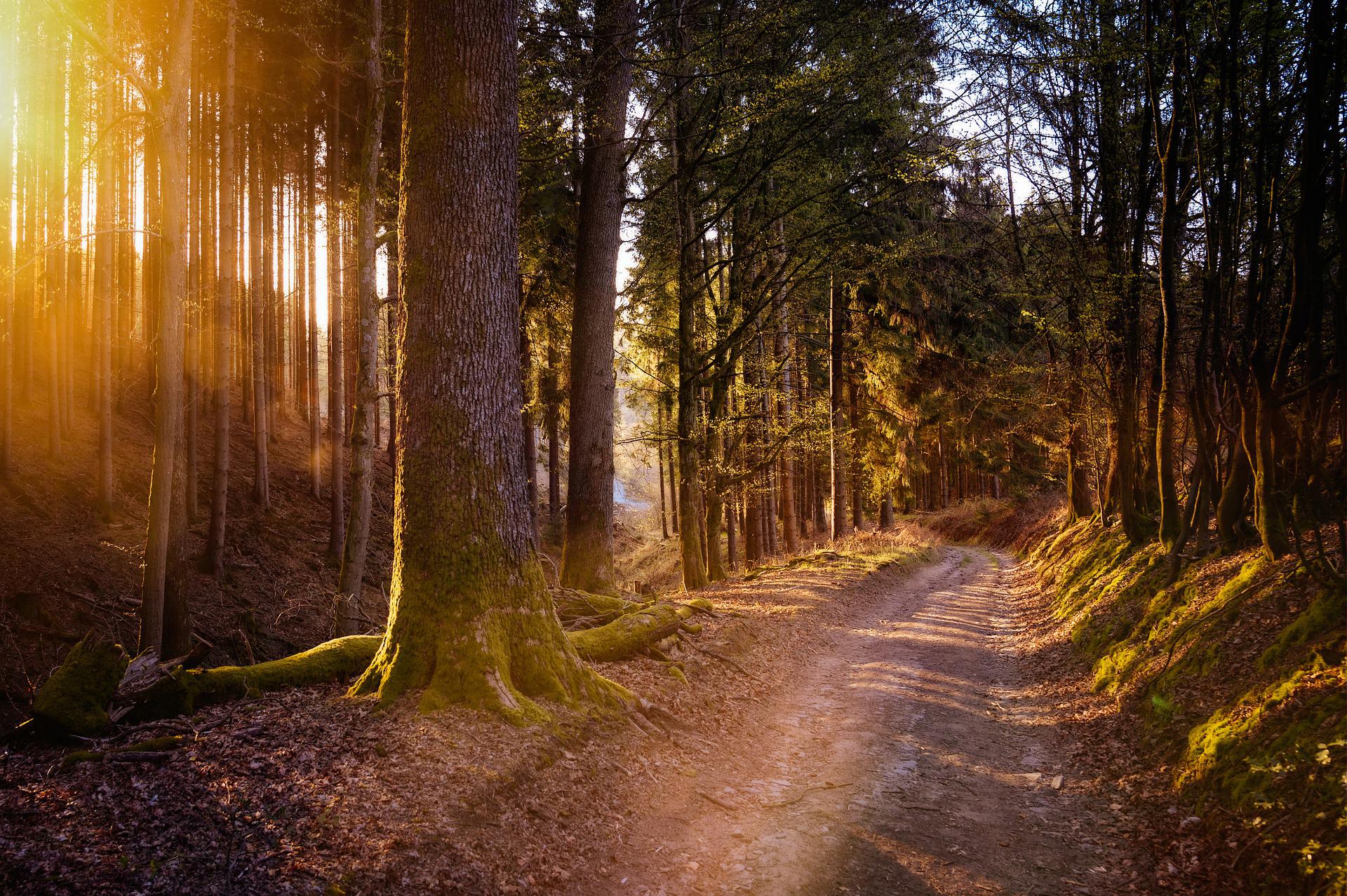 Weg durch einen Wald während die Sonne zwischen den Bäumen durchscheint.
